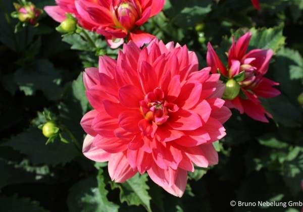 Dahlia hortensis Berliner Kleene