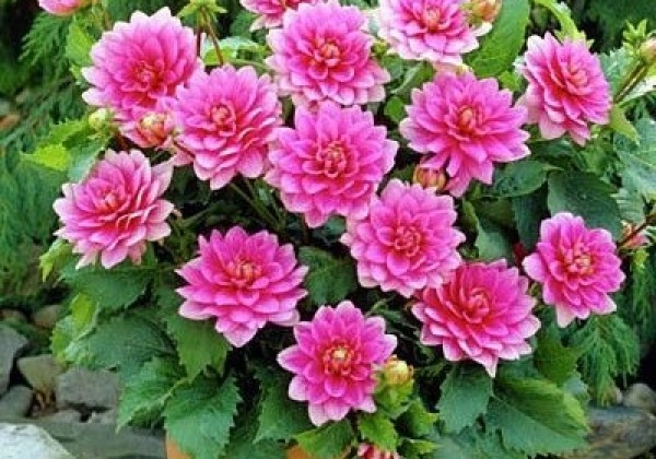 Dahlia hortensis Blusette