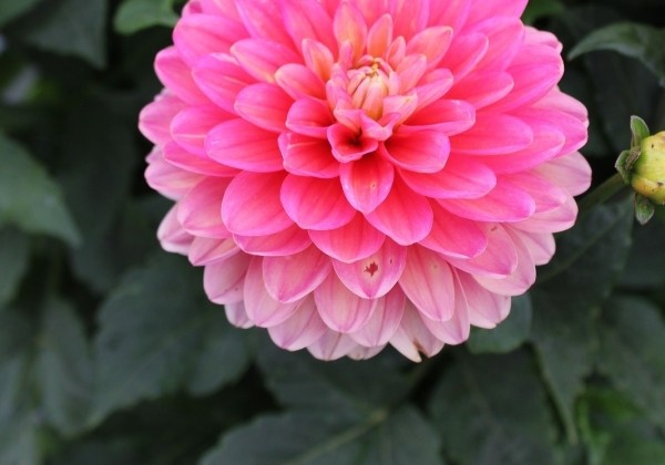 Dahlia hortensis Melody Allegro