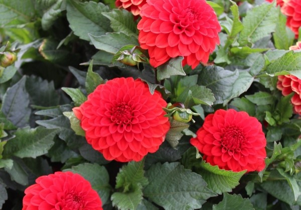 Dahlia hortensis Melody Bolero