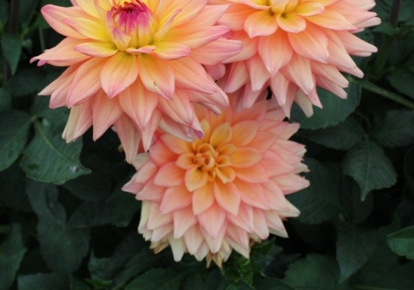 Dahlia hortensis Melody Dora
