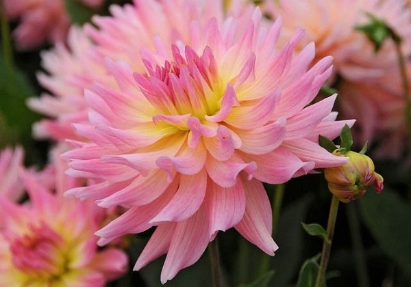 Dahlia hortensis Melody Gipsy