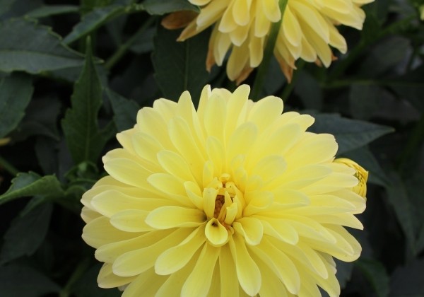 Dahlia hortensis Melody Latin