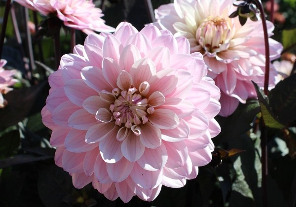 Dahlia hortensis Melody Harmony