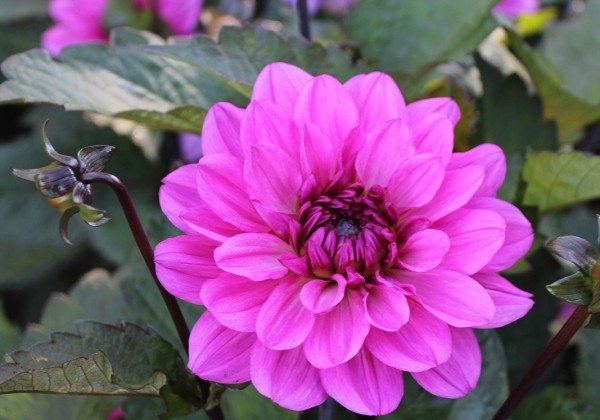 Dahlia hortensis Melody Fanfare