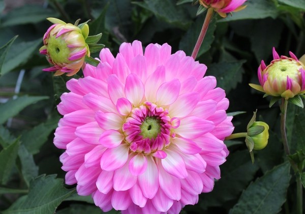 Dahlia hortensis Melody Lizza