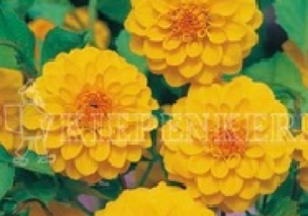 Dahlia hortensis Golden Scepter