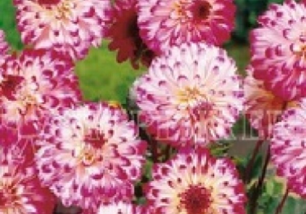 Dahlia hortensis Little Robert