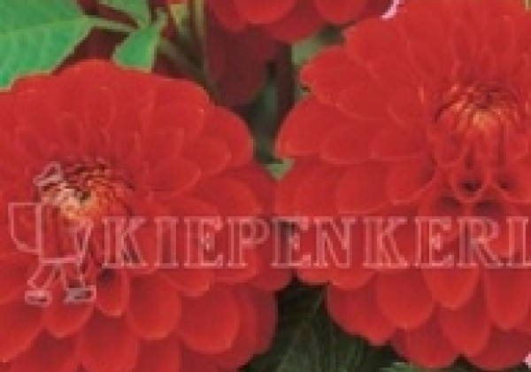 Dahlia hortensis Salsa