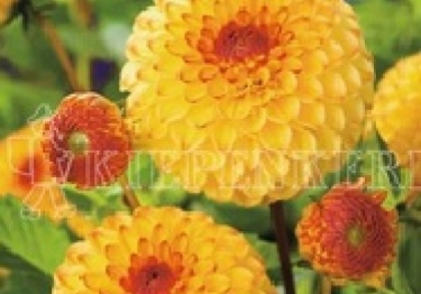 Dahlia hortensis Sunny Boy