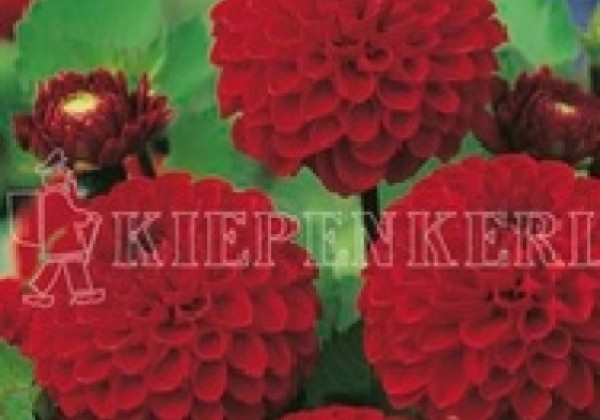 Dahlia hortensis Viking