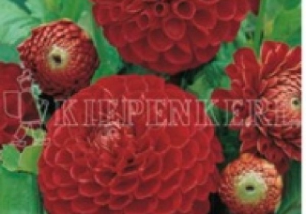 Dahlia hortensis Cornel