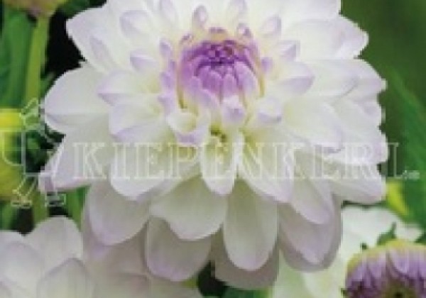 Dahlia hortensis Eveline