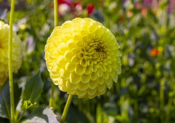 Dahlia hortensis Golden Torch