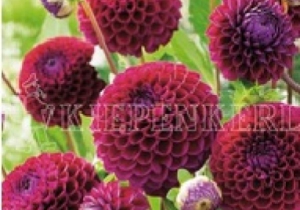 Dahlia hortensis Ivanetti