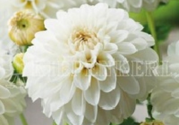 Dahlia hortensis Snow Cap