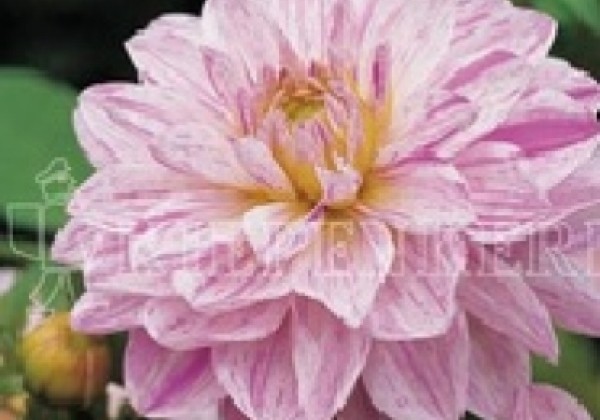 Dahlia hortensis Bonesta