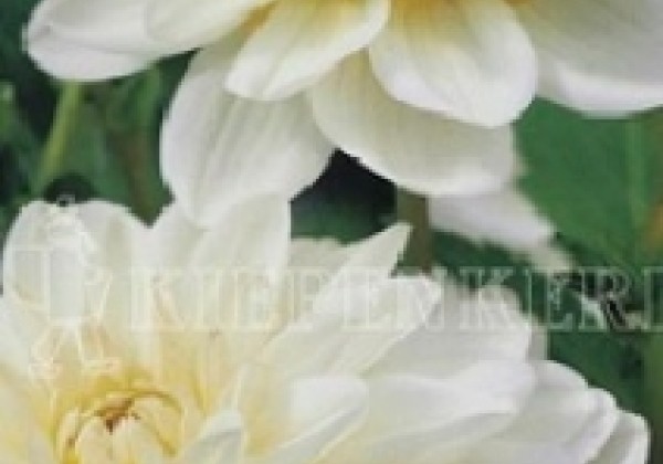 Dahlia hortensis White Onesta