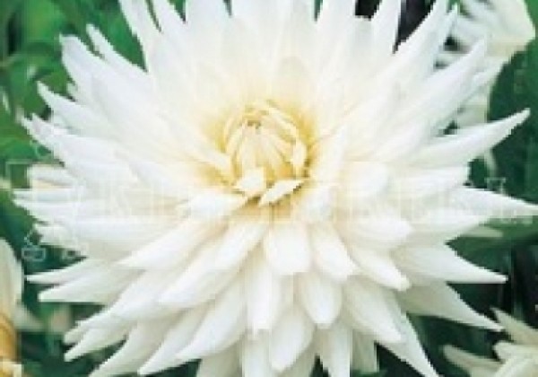 Dahlia hortensis My Love