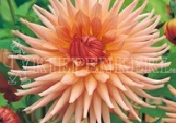 Dahlia hortensis Preference