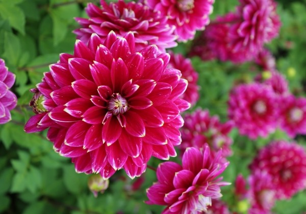 Dahlia hortensis Maldini