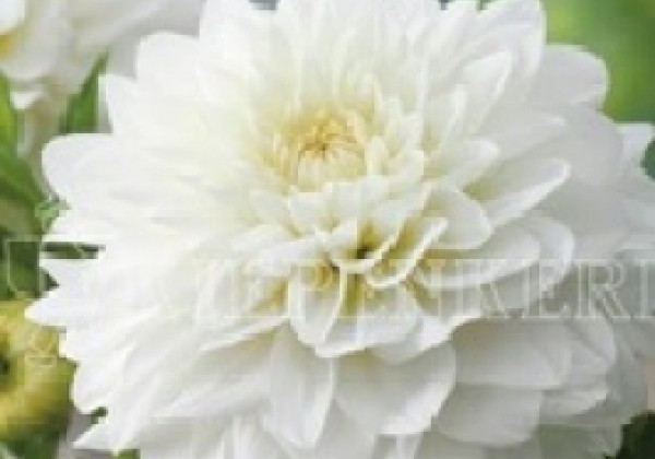Dahlia hortensis Karma Serena