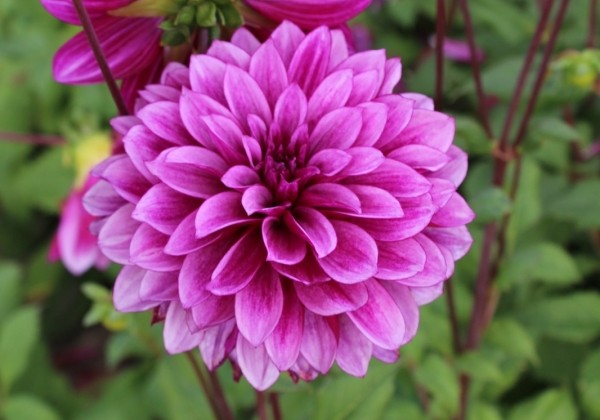 Dahlia hortensis Blue Bell