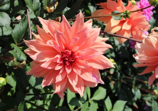 Dahlia hortensis Babylon Brons