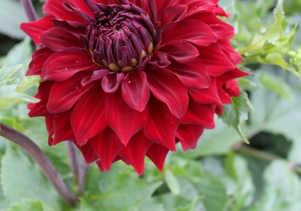 Dahlia hortensis Babylon Rood