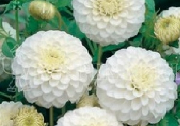 Dahlia hortensis White Aster