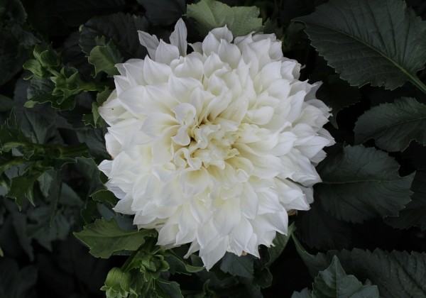 Dahlia hortensis Fleurel