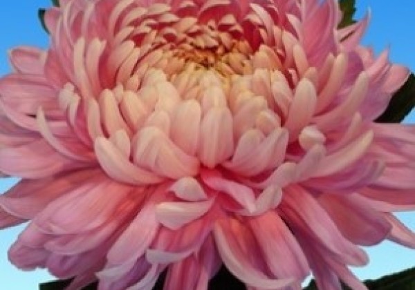 Chrysanthemum, lielziedu Allouise Pink
