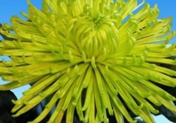 Chrysanthemum, lielziedu Anastasia Dark Green