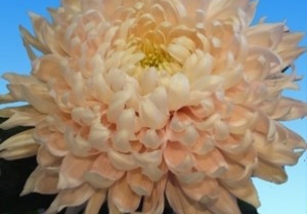 Chrysanthemum, lielziedu Avignon Pink