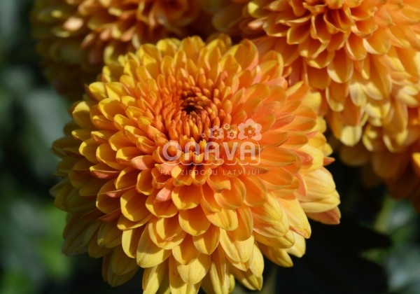 Chrysanthemum, daudzziedu Bella Orange