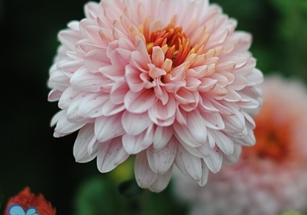 Chrysanthemum, daudzziedu Bella Pink