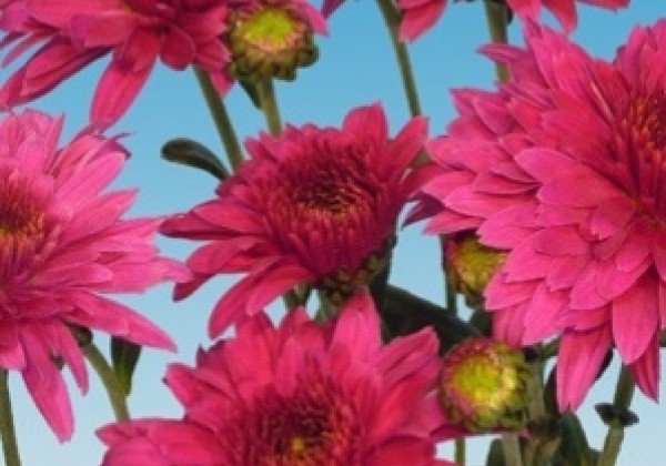 Chrysanthemum, daudzziedu Beppie Super