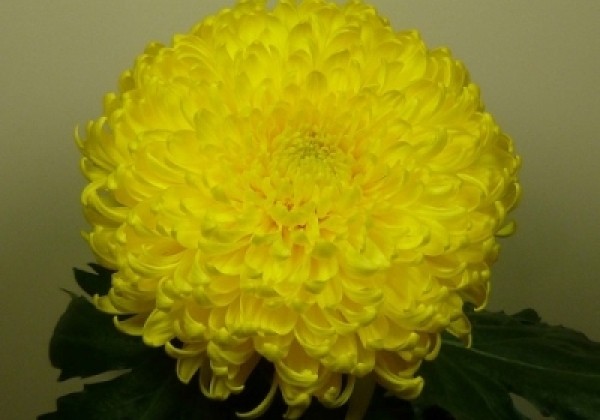 Chrysanthemum, lielziedu Bislet Yellow