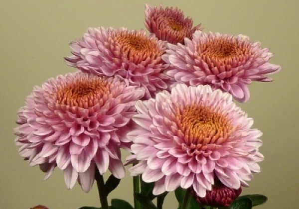 Chrysanthemum, daudzziedu Blenda Pink