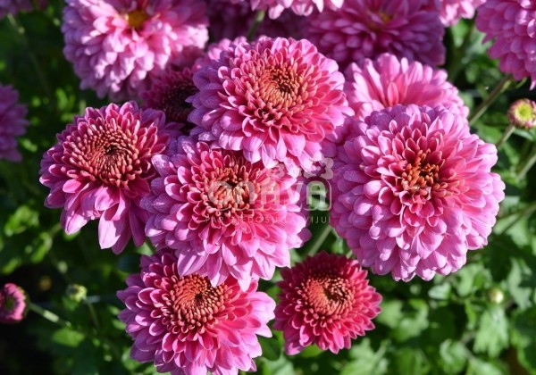 Chrysanthemum, daudzziedu Blenda Purple