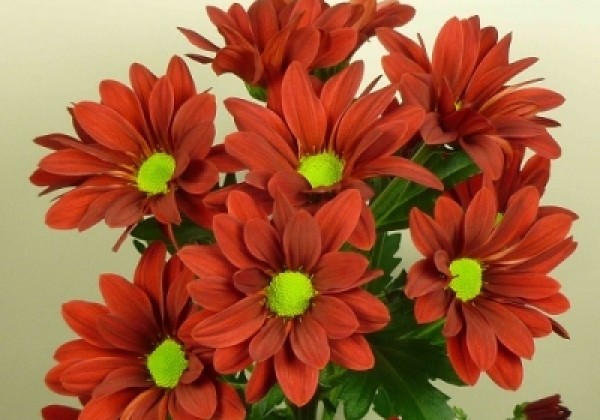 Chrysanthemum, daudzziedu Bontempi Red