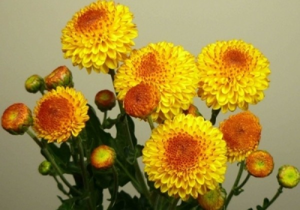 Chrysanthemum, daudzziedu Bright Eye Yellow