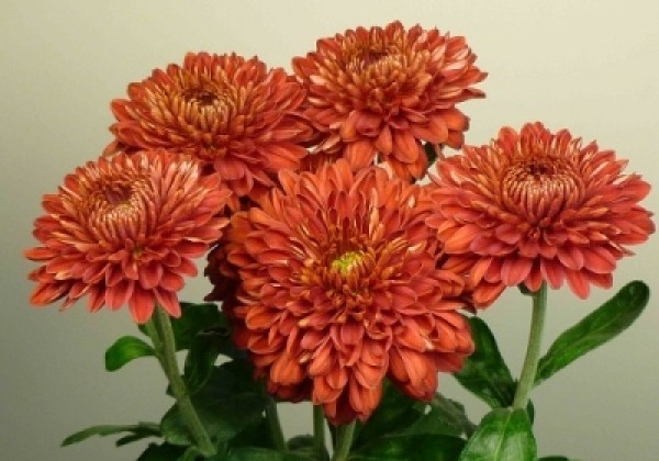 Chrysanthemum, daudzziedu Bruno Red