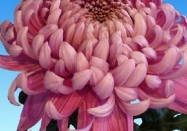 Chrysanthemum, lielziedu Cassandra Pink