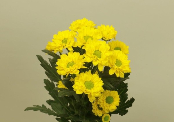 Chrysanthemum, Santini Dinky Yellow