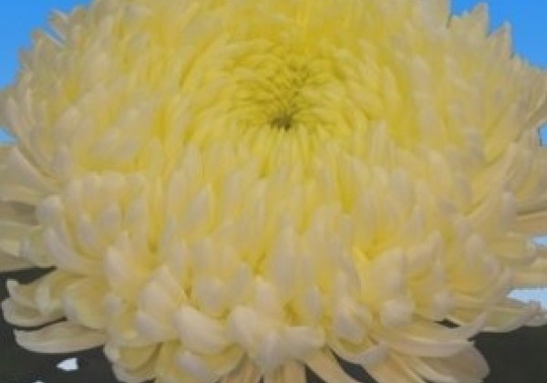 Chrysanthemum, lielziedu Creamist White