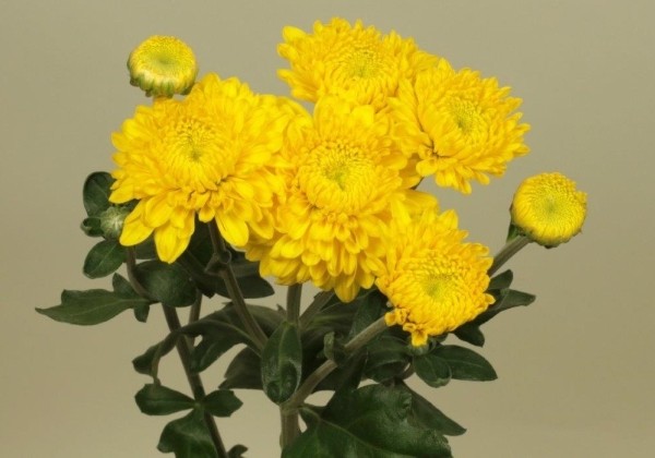 Chrysanthemum, daudzziedu Katryna Yellow