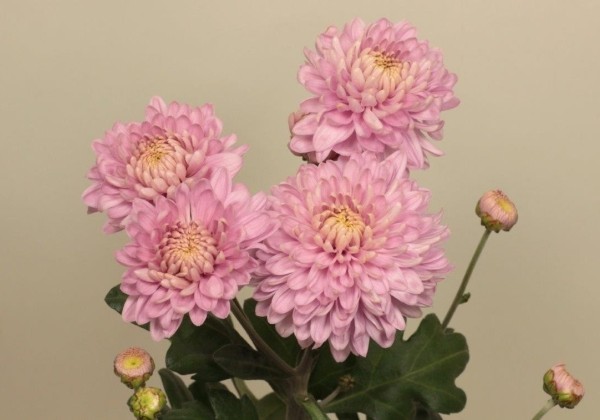 Chrysanthemum, daudzziedu Ludmila Pink