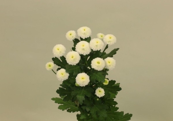 Chrysanthemum, Santini Pizarro White