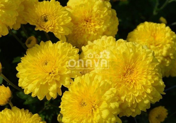 Chrysanthemum, daudzziedu Ellen Yellow